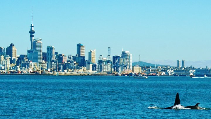 orca killer whales are quite often seen right in front of auckland city